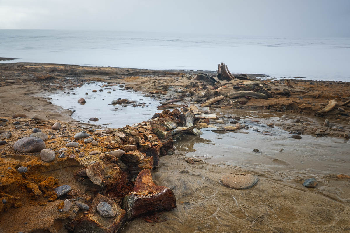 A whale skeleton on a island in Russia. A whale skeleton on a island in Russia.