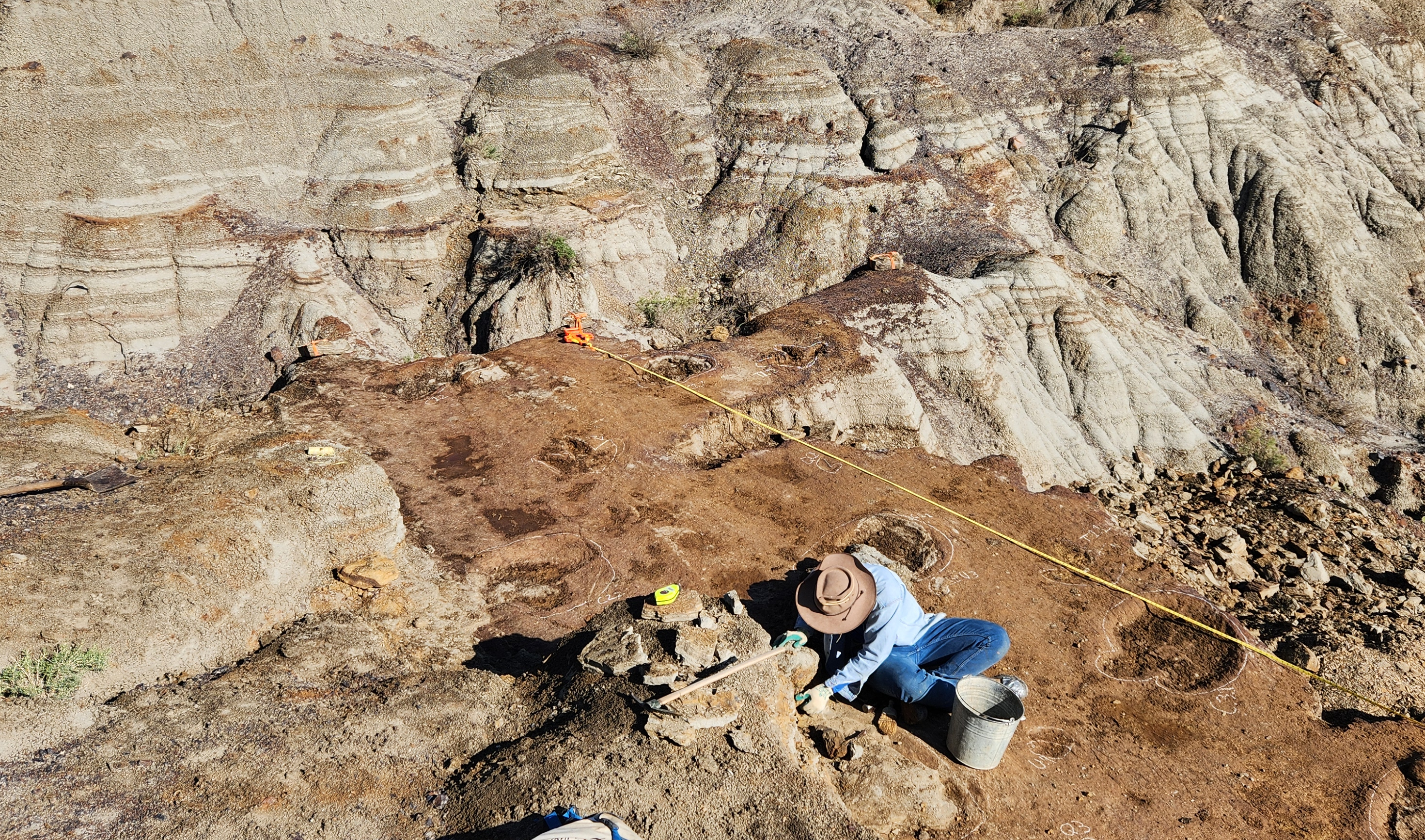The deomorphology of Dinosaur Provincial Park is much more suited to revealing bones than tracks, but both exist.