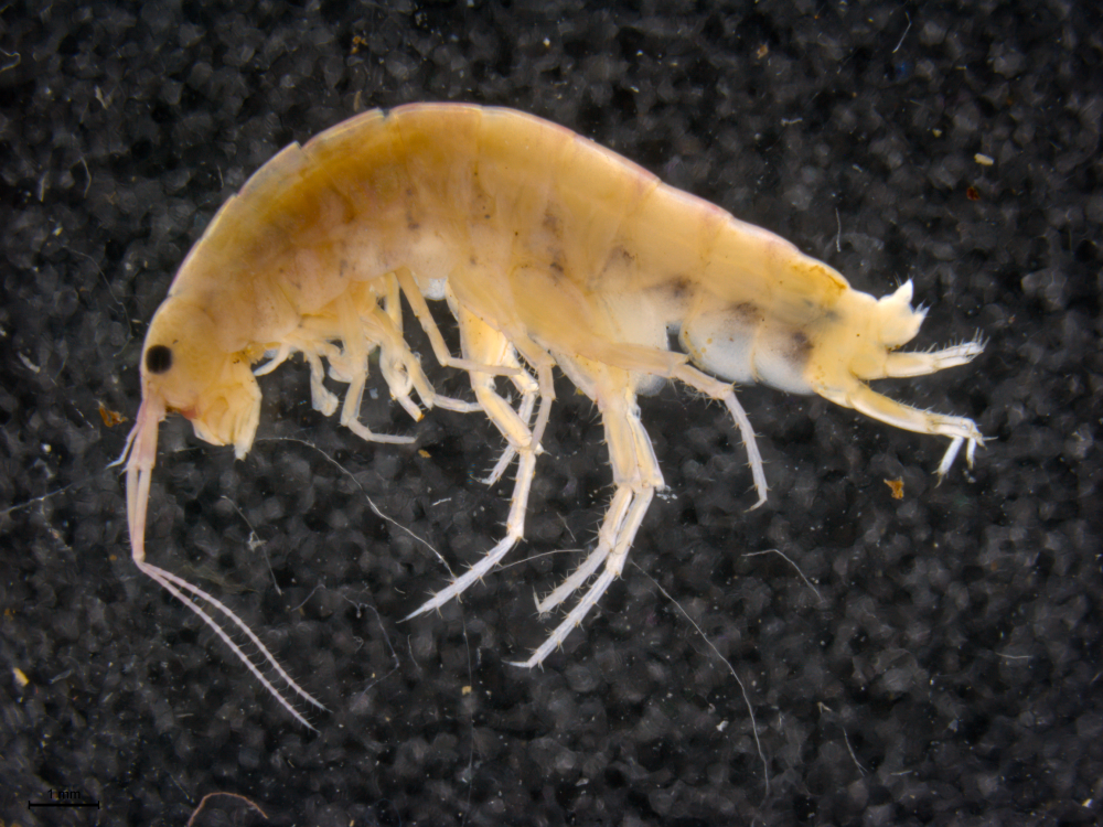 A new species of terrestial shrimp, found in the soil and in the trees of the Cyclops Mountains. This shrimp belongs to a lineage that is normally found on the seashore, and it was an enormous surpise to the expedition team when it was discovered living hundreds of meters high up on th slopes of the mountains. A new species of terrestial shrimp, found in the soil and in the trees of the Cyclops Mountains. This shrimp belongs to a lineage that is normally found on the seashore, and it was an enormous surpise to the expedition team when it was discovered living hundreds of meters high up on th slopes of the mountains.