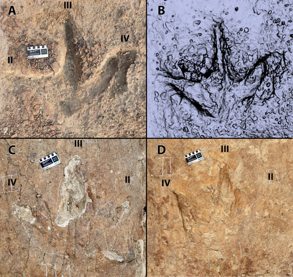 The Tyrannosaurid tracks at Skyline tracksite