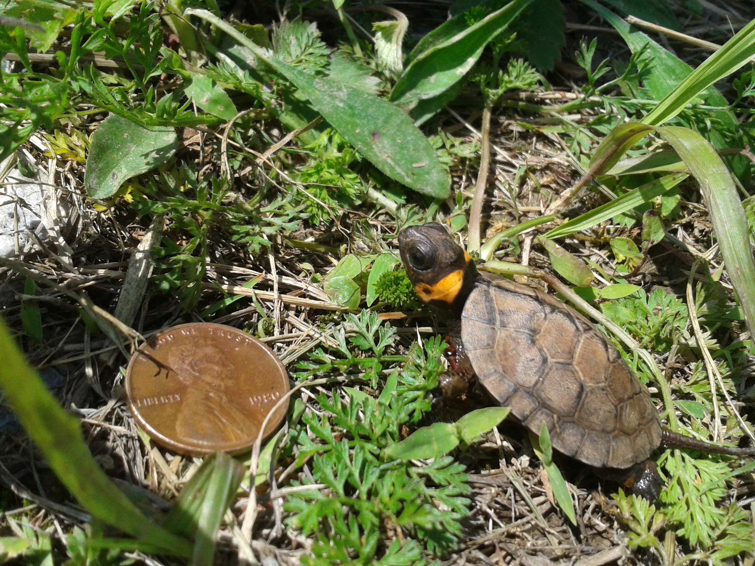 A bog turtle hatching next to a penny for size comparison.