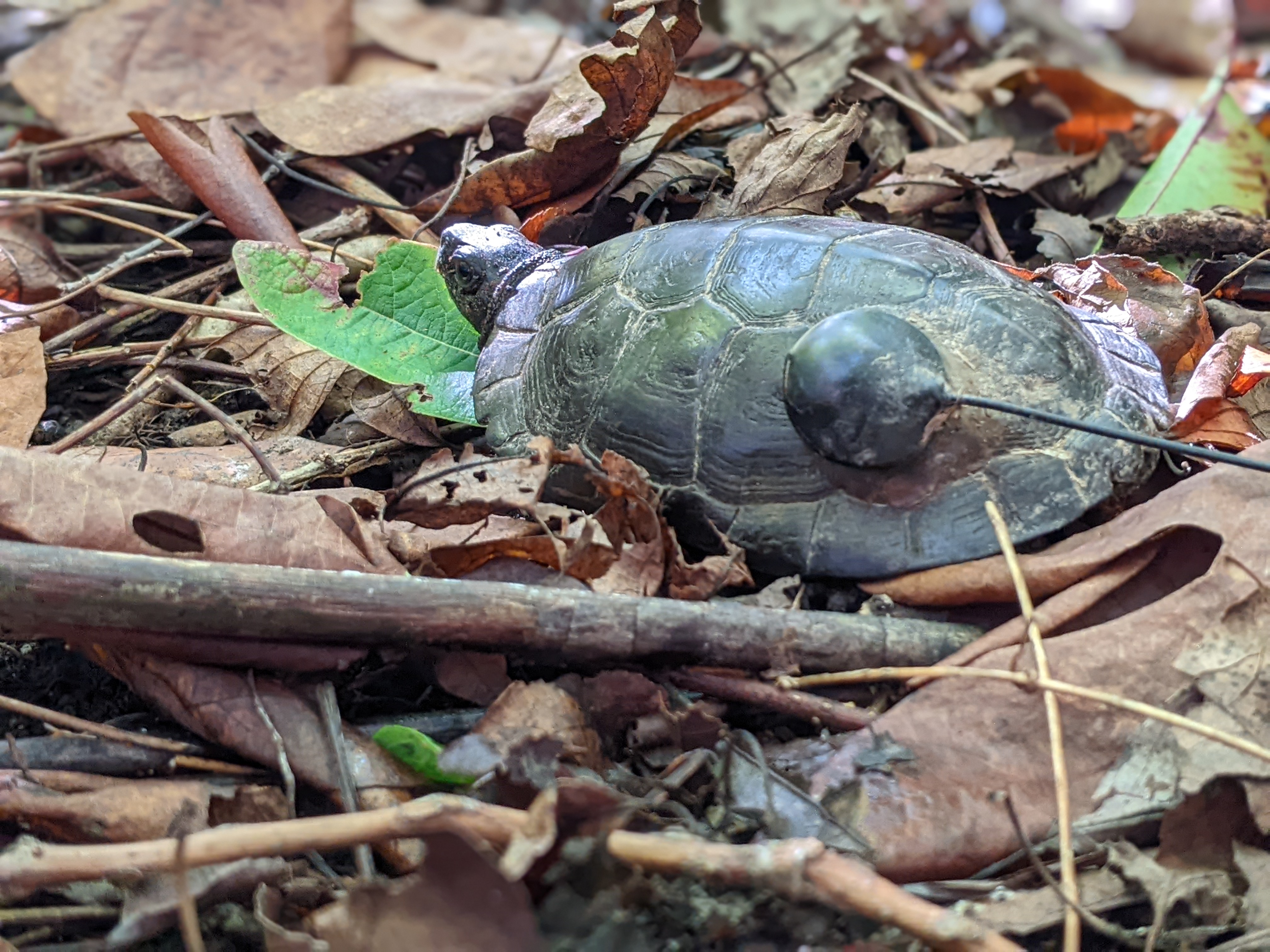 bog turtle with a monitoring tag on its shell