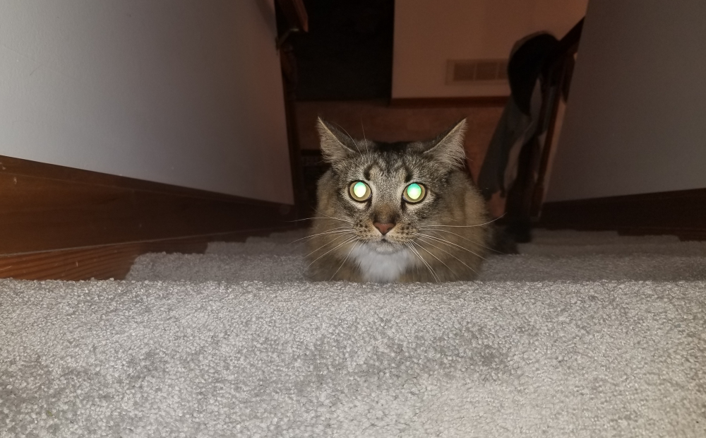 a cat on some stairs, its eyes are shining in the light of flash photography