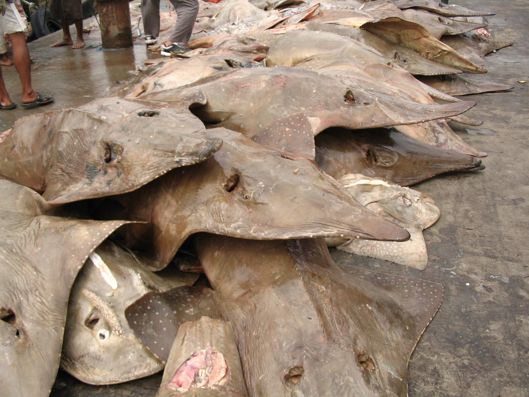 Wedgefish (Rhynchobatus spp) landings at Muara Angke, Jakarta. Seven of the eight species of this shark-like ray family are listed as Critically Endangered by IUCN. Wedgefish (Rhynchobatus spp) landings at Muara Angke, Jakarta. Seven of the eight species of this shark-like ray family are listed as Critically Endangered by IUCN.