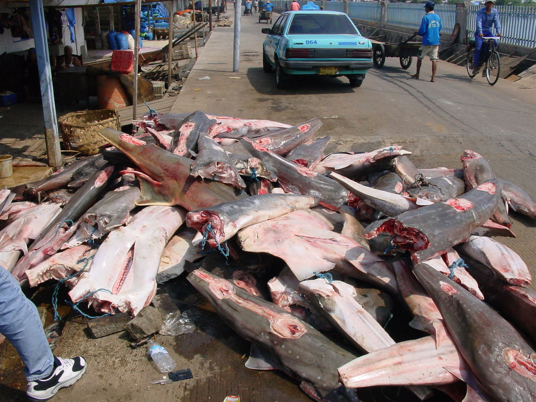 Finned corpses of wedgefish and Sawfish, listed as Endangered and Critically Endangered by IUCN. Finned corpses of wedgefish and Sawfish, listed as Endangered and Critically Endangered by IUCN.