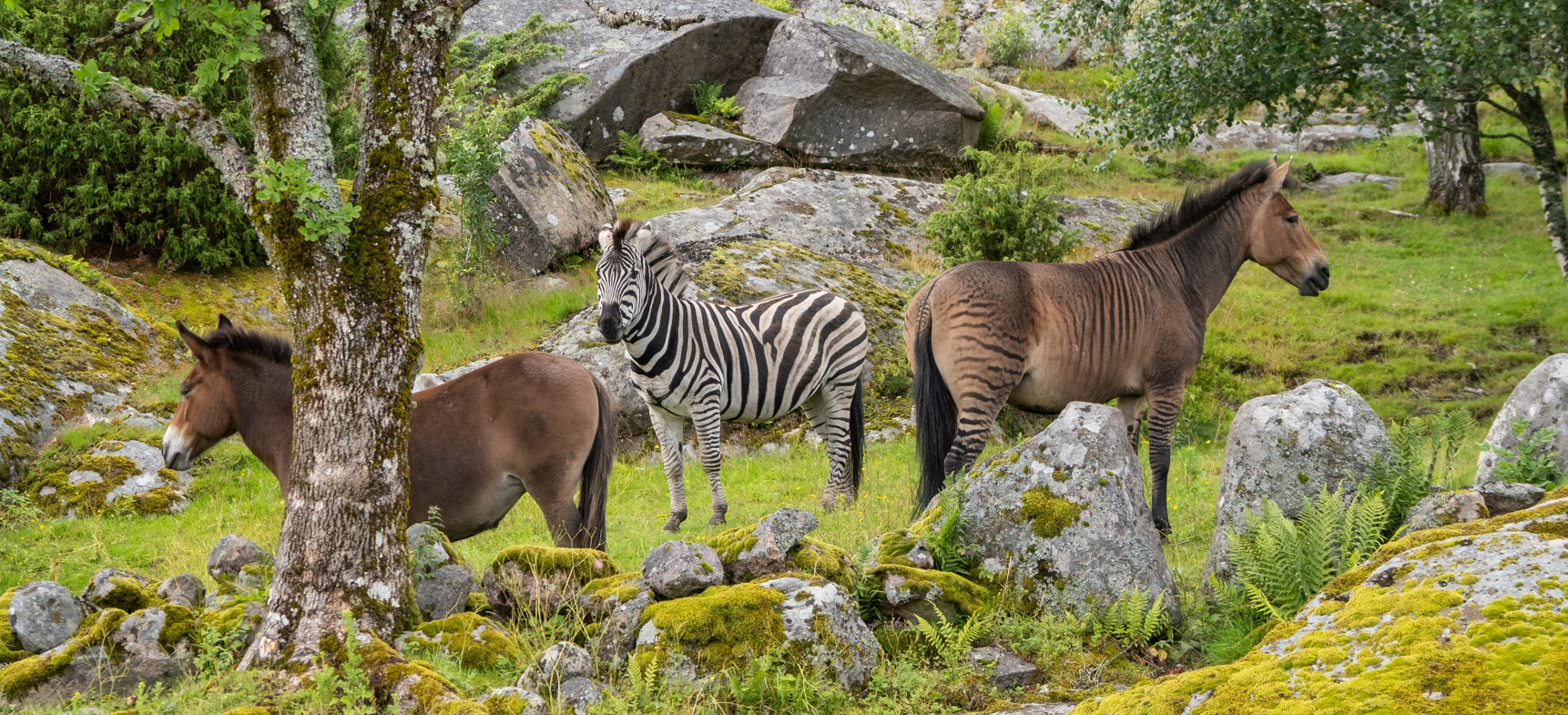 A regular horse, a Zebroid, and a Zebra. A regular horse, a Zebroid, and a Zebra.