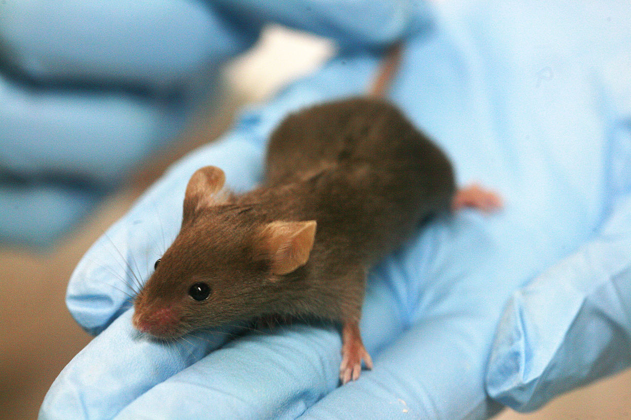 Lab mouse on a blue glove Lab mouse on a blue glove