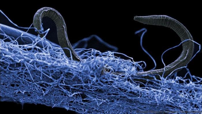 This unidentified nematode was found at the bottom of a gold mine in South Africa, some 1.4 kilometers below the surface. This unidentified nematode was found at the bottom of a gold mine in South Africa, some 1.4 kilometers below the surface.