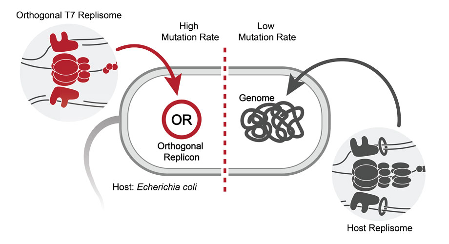 Schematic of the T7-ORACLE system. The genome is maintained by the non-mutagenic host replisome (gray), while an orthogonal T7 replisome (red) maintains only a dedicated plasmid (OR) at 100,000-fold elevated mutation rate.