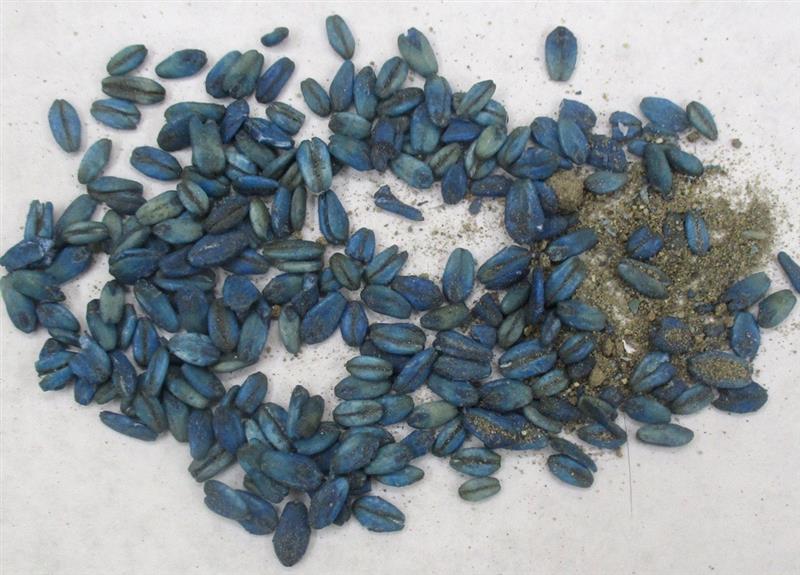 A close up photo of a load of rat poison on a white surface. The poison looks like a handful of grain that has been dyed a deep blue colour. A close up photo of a load of rat poison on a white surface. The poison looks like a handful of grain that has been dyed a deep blue colour.