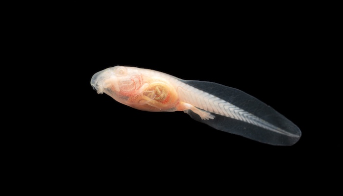 An albino toad tadpole