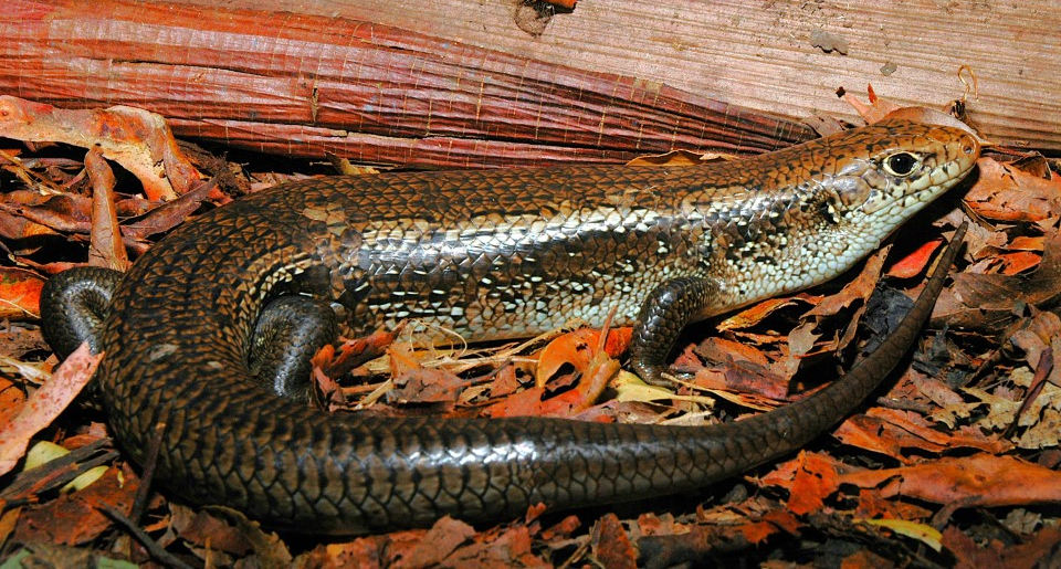 Don't mess with me, Mr snake, I'm immune as possible. Don't mess with me, Mr snake, I'm immune as possible.