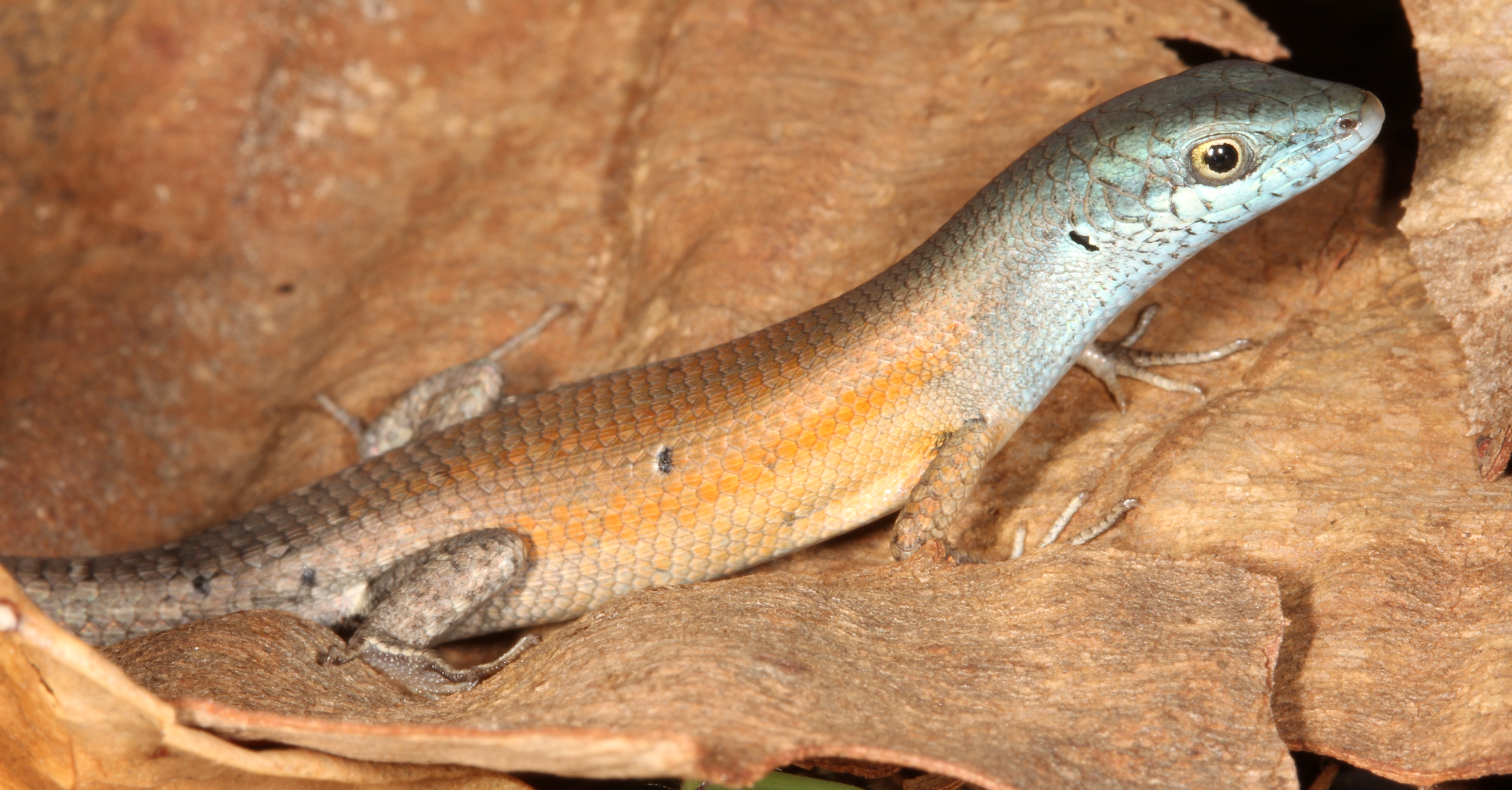 The orange-flanked rainbow skink, like other members of the genus Carlia, inherited immunity against vernom, but two spots along the genome from the most effective location. The orange-flanked rainbow skink, like other members of the genus Carlia, inherited immunity against vernom, but two spots along the genome from the most effective location.