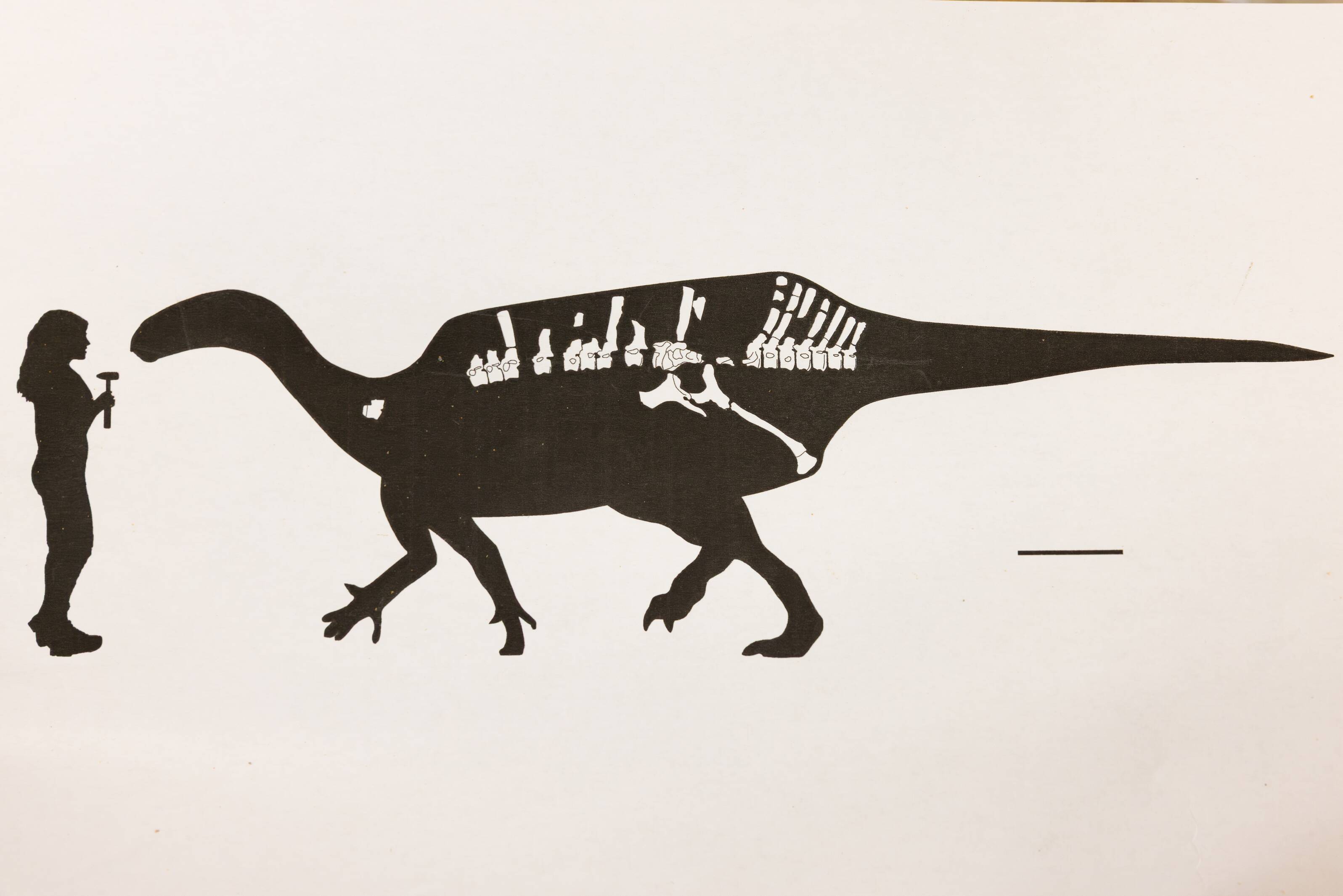 Artist’s impression of Istiorachis Macarthurae to scale. 