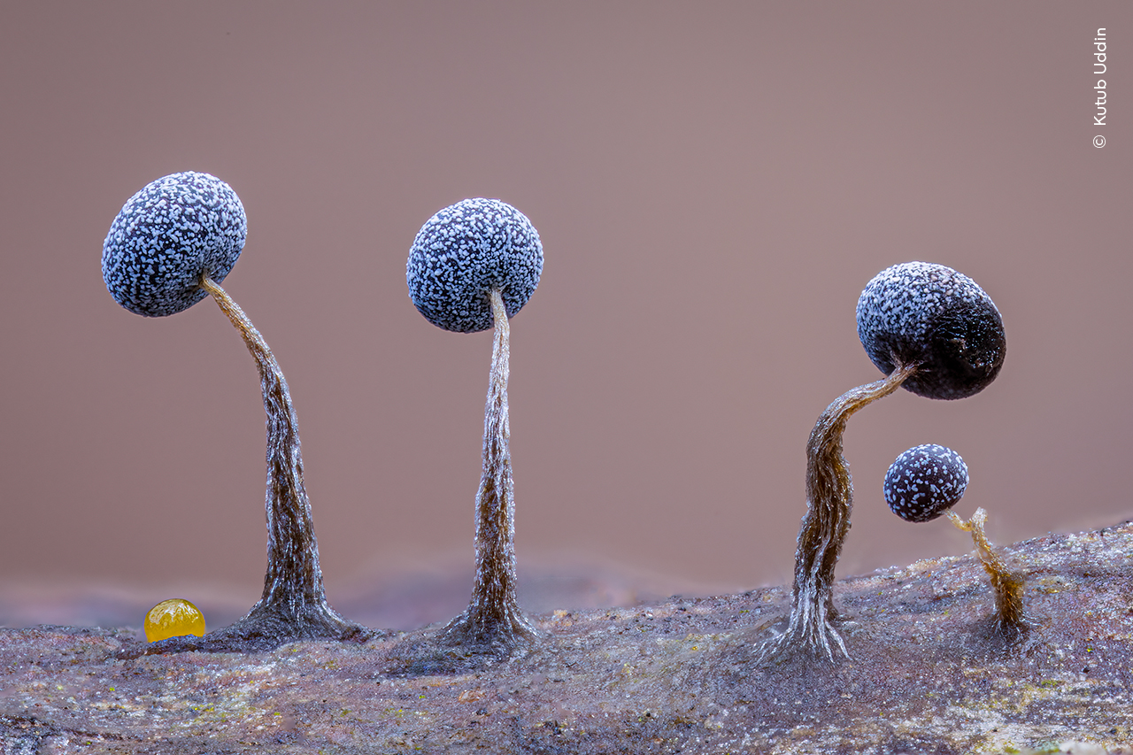 A line of slime molds on a fallen tree. A line of slime molds on a fallen tree.