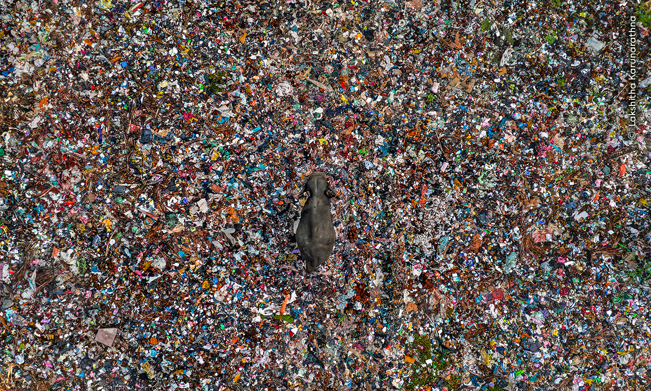 a solitary Asian elephant navigating a waste disposal site in Sri Lanka. a solitary Asian elephant navigating a waste disposal site in Sri Lanka.