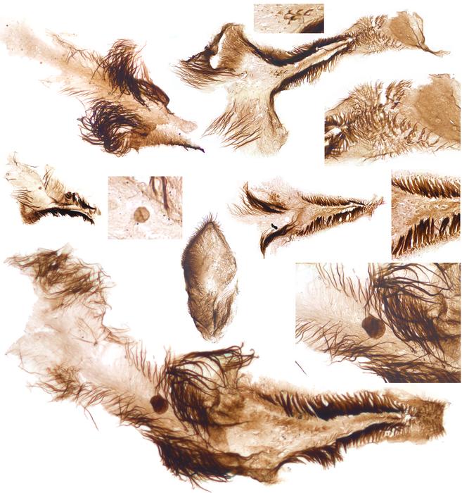 Trace fossils of crustaceans from the Grand Canyon study. Kinda look like feathers dropped in a cup of tea (without milk). Trace fossils of crustaceans from the Grand Canyon study. Kinda look like feathers dropped in a cup of tea (without milk).