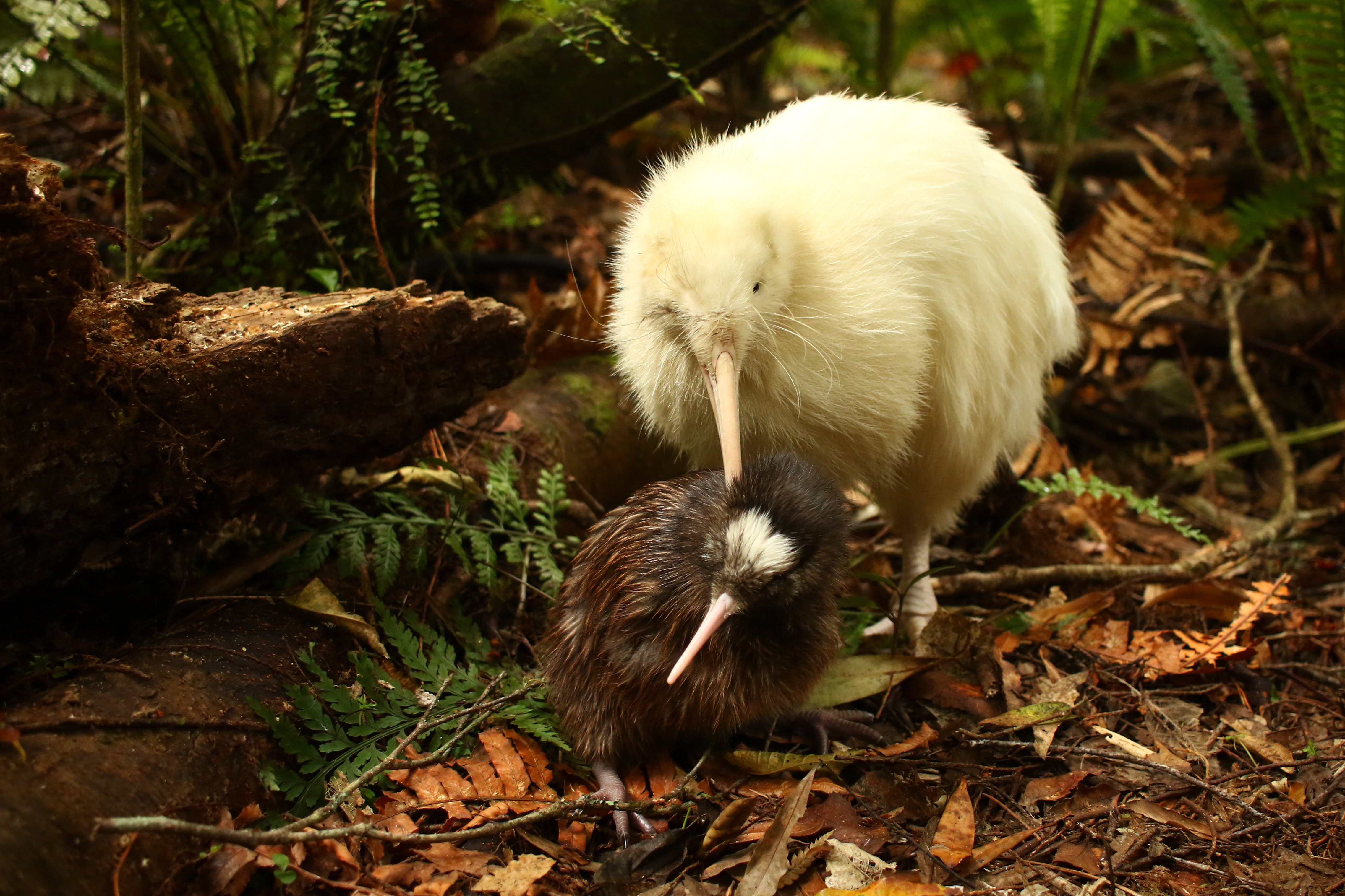 An adult white kiwi stands behind a tiny kiwi chick with brown fur and a patch of white on its head. An adult white kiwi stands behind a tiny kiwi chick with brown fur and a patch of white on its head.