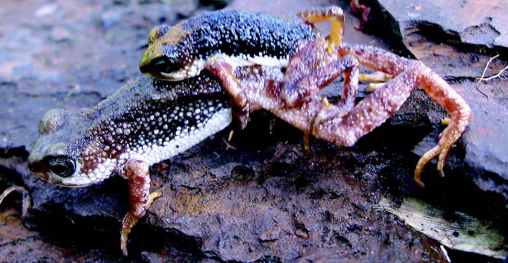 Male and female nimba toads in amplexus Male and female nimba toads in amplexus