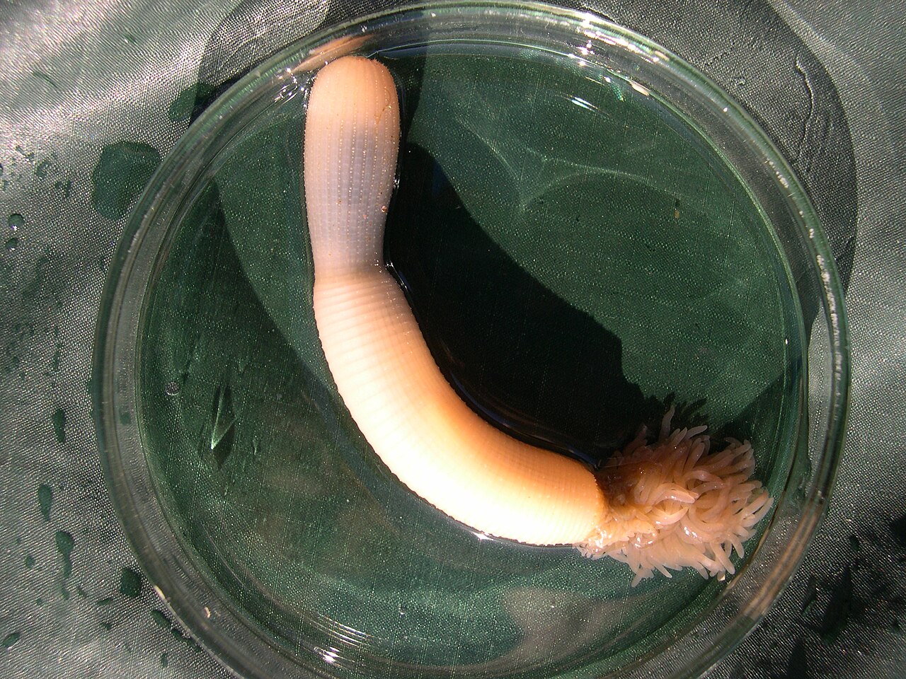 A priapulid or penis worm, species Priapulus caudatus, in a Petri dish. Best I can do is: it looks somebody tried to make their own dildo by filling a condom with spaghetti. A priapulid or penis worm, species Priapulus caudatus, in a Petri dish. Best I can do is: it looks somebody tried to make their own dildo by filling a condom with spaghetti.