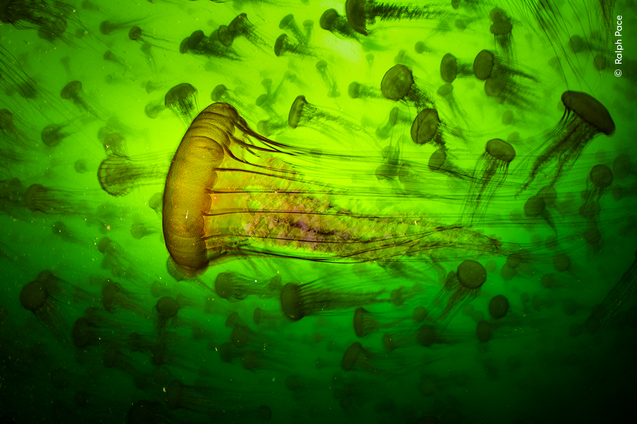 a group of Pacific sea nettles a group of Pacific sea nettles