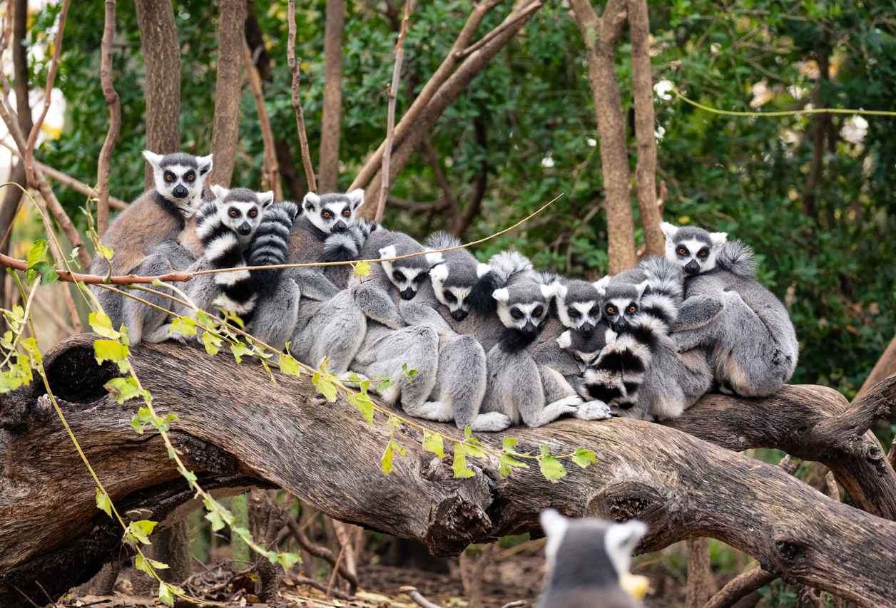 Group of ring-tailed lemurs sitting on a log. Group of ring-tailed lemurs sitting on a log.