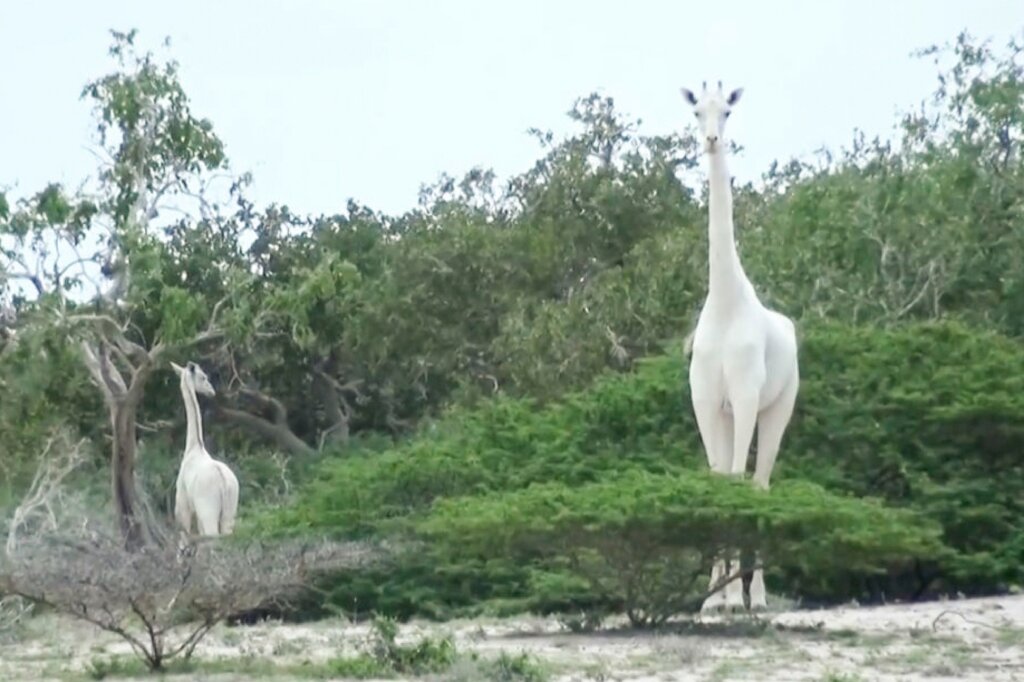 An image by the Ishaqbini Hirola Community Conservancy shows the rare white giraffe and her calf in Kenya An image by the Ishaqbini Hirola Community Conservancy shows the rare white giraffe and her calf in Kenya