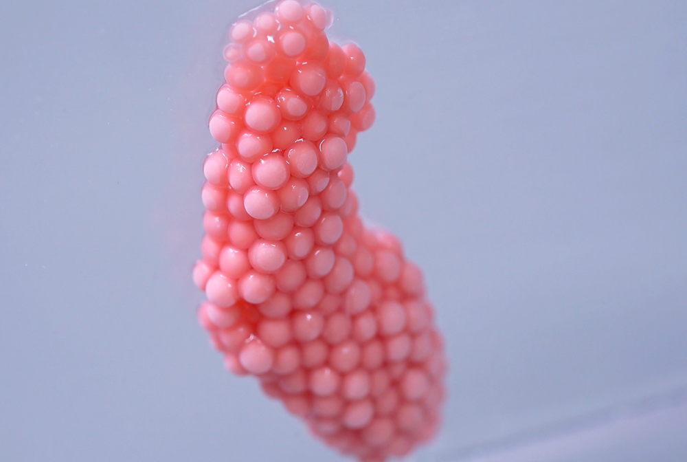 apple snail pink eggs apple snail pink eggs