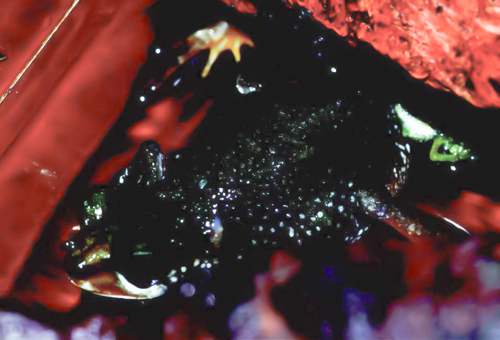 This is a female Nimba toad in a 'birthing posture' with legs forming a double W. This is a female Nimba toad in a 'birthing posture' with legs forming a double W.