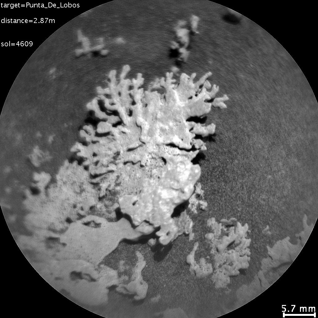 A coral-shaped rock on Mars. A coral-shaped rock on Mars.