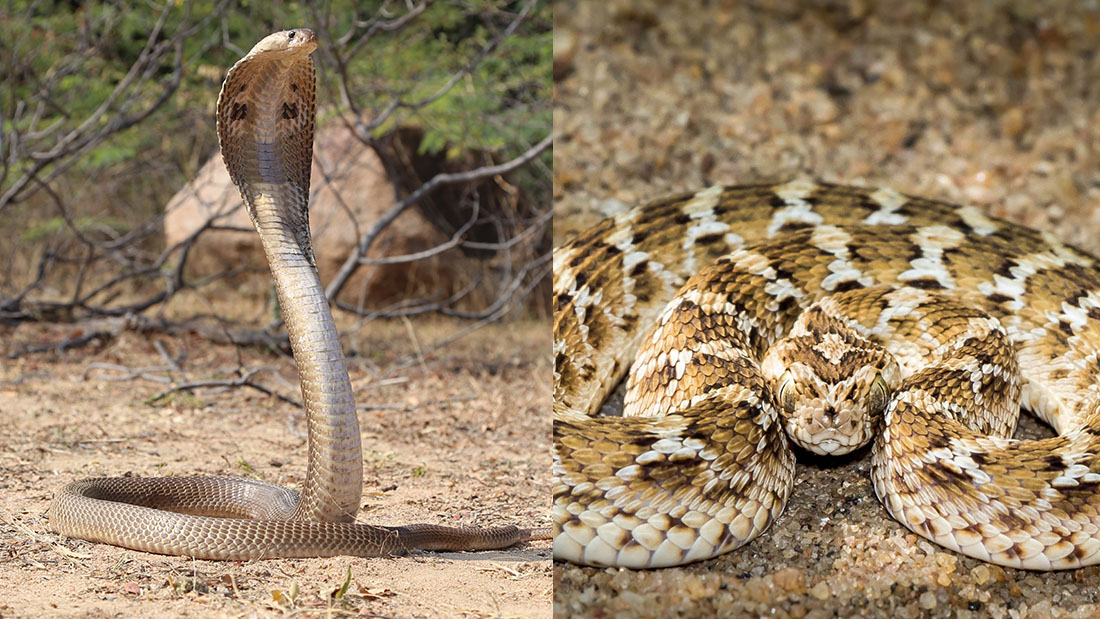 Indian cobra displaying its hood on the left and a saw-scaled viper in striking position on the right.