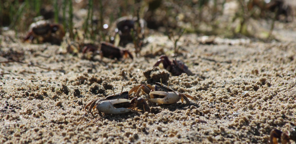 male fiddler crabs on a beach with their giant claws male fiddler crabs on a beach with their giant claws