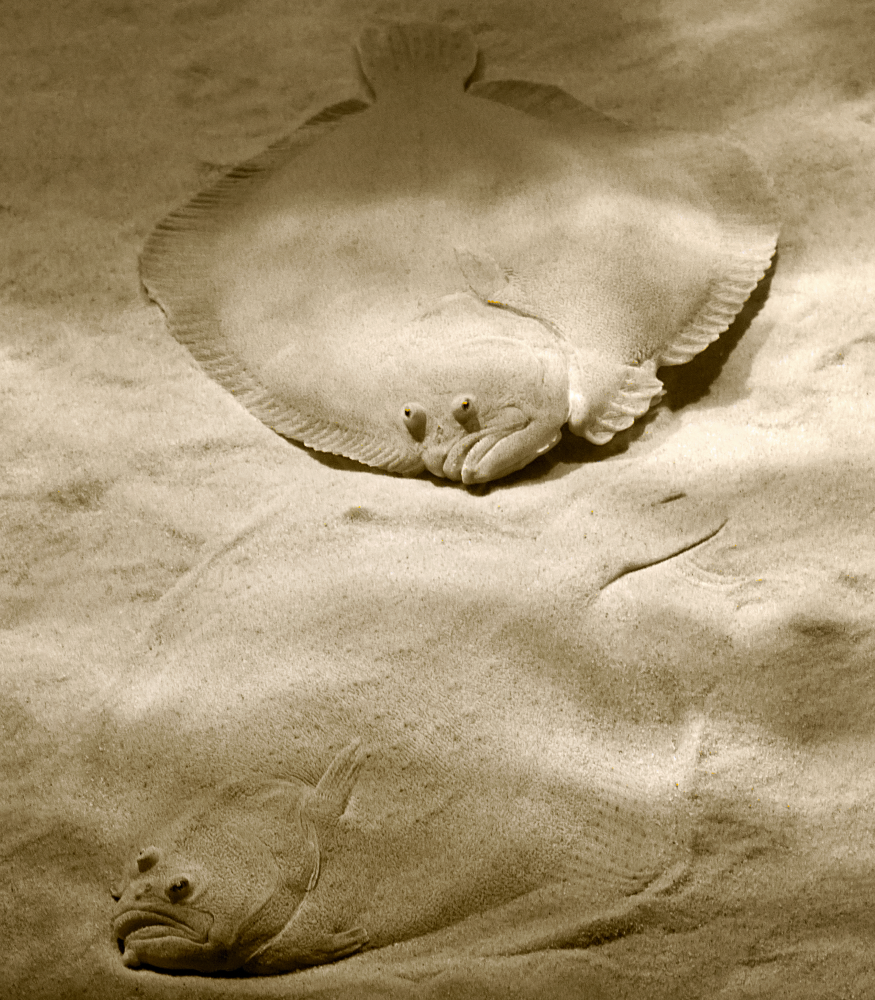turbot eyes