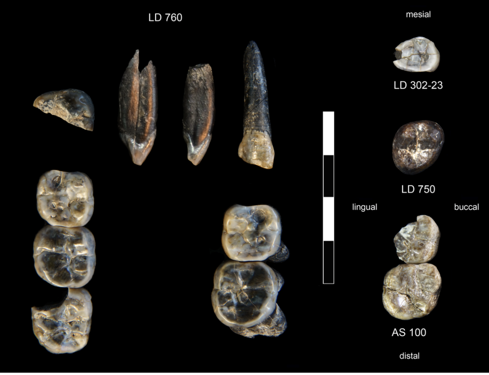 The 13 fossil teeth collected in the Ledi-Geraru Research Area from 2015-2018. The 13 fossil teeth collected in the Ledi-Geraru Research Area from 2015-2018.