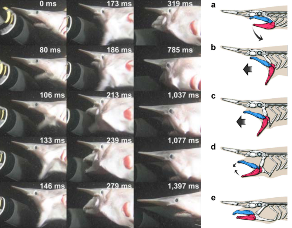 Video stills of goblin shark eating show its protruding jaws (elapsed time is shown in milliseconds).