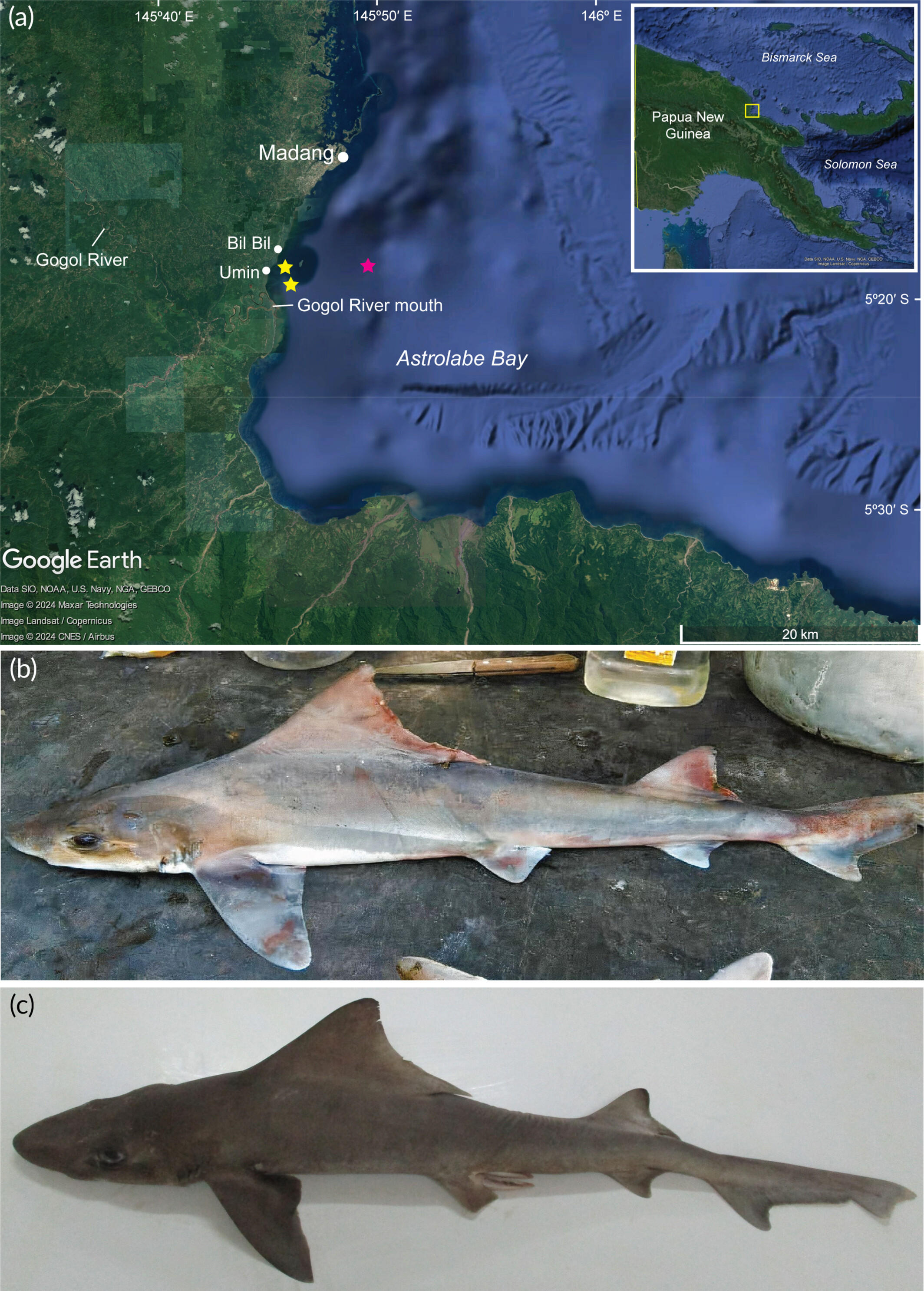 A. Map of Papua New Guinea showing the Astrolabe Bay area, where the sharks were found. B. One of the female specimens. C. The male specimen. A. Map of Papua New Guinea showing the Astrolabe Bay area, where the sharks were found. B. One of the female specimens. C. The male specimen.