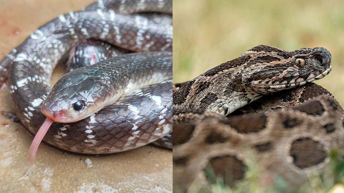 A common krait with its tongue out on the left and a russell's viper on the right