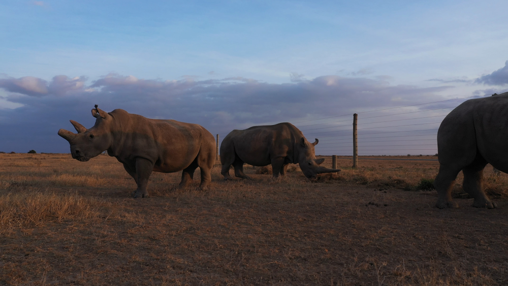 northern white rhino northern white rhino