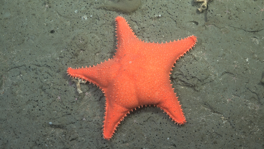 patrick star seastar with what look like butt cheeks patrick star seastar with what look like butt cheeks