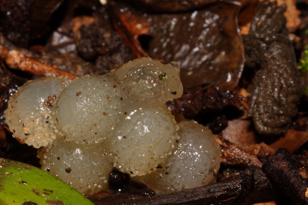 the eggs of a pickle slug look like little pickled onions the eggs of a pickle slug look like little pickled onions