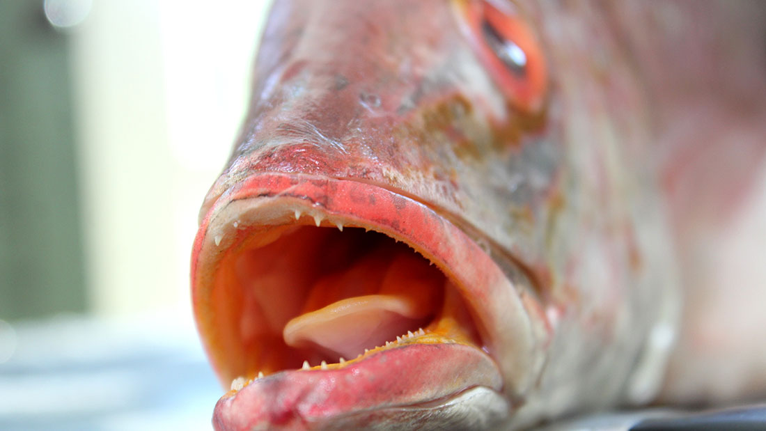 RED SNAPPER FISH MOUTH LIPS TEETH TONGUE