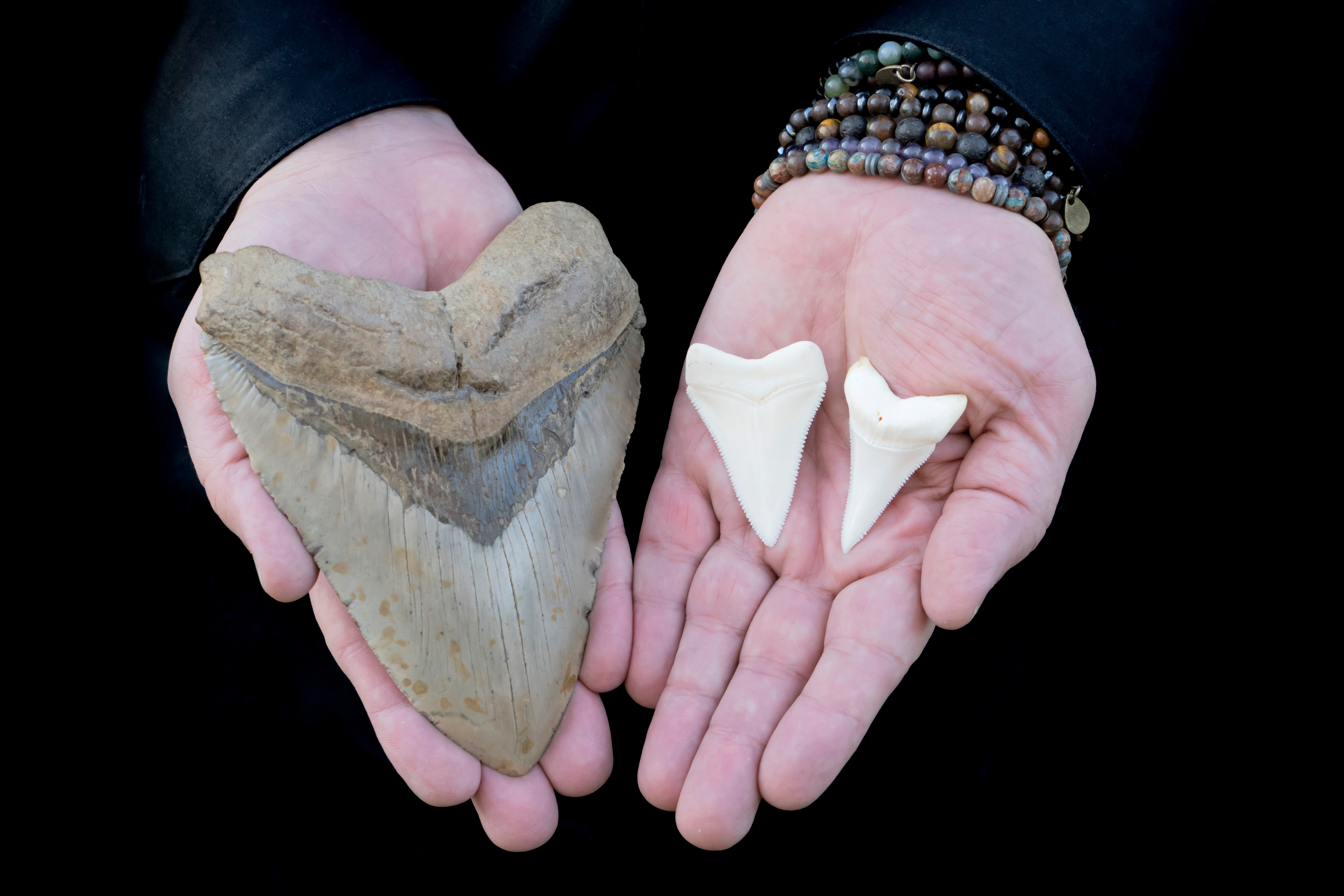 Prehistoric Megalodon Shark Tooth and two Great White Shark Teeth