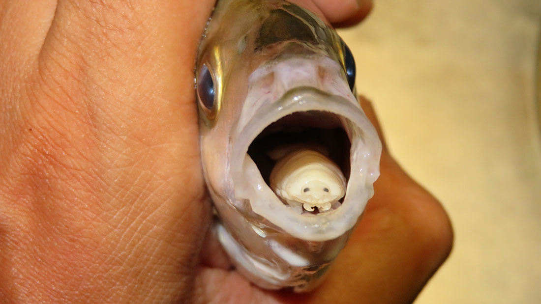 Tongue-eating louse parasitizing White Trevally's mouth