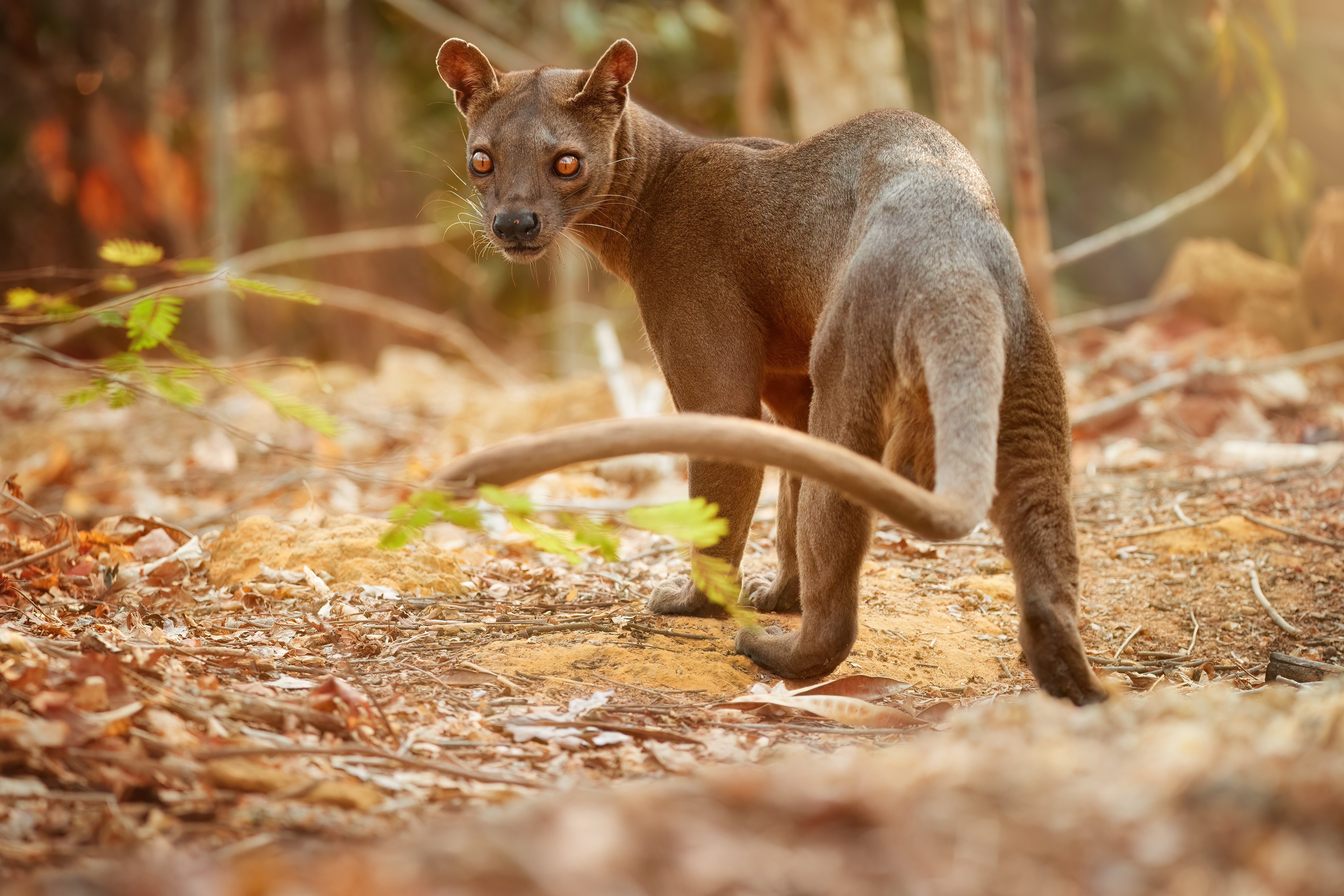 The fossa is the largest mammalian carnivore on Madagascar. The fossa is the largest mammalian carnivore on Madagascar.