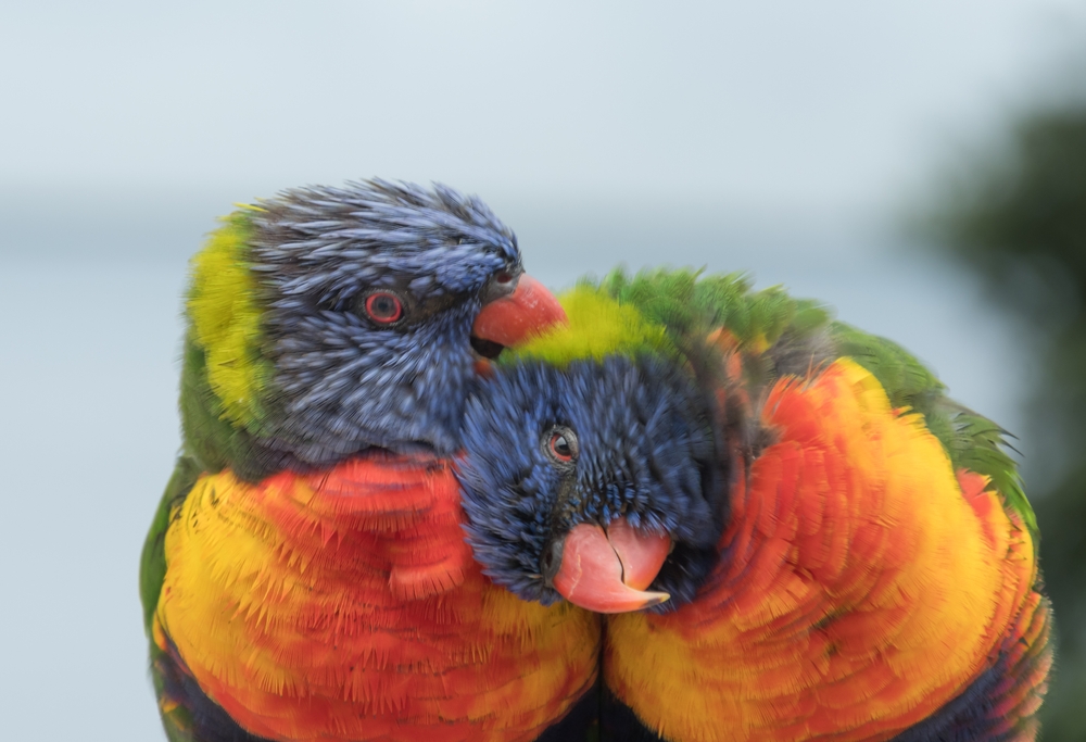Rainbow lorikeets are the most colorful of the five species in the sample. Rainbow lorikeets are the most colorful of the five species in the sample.