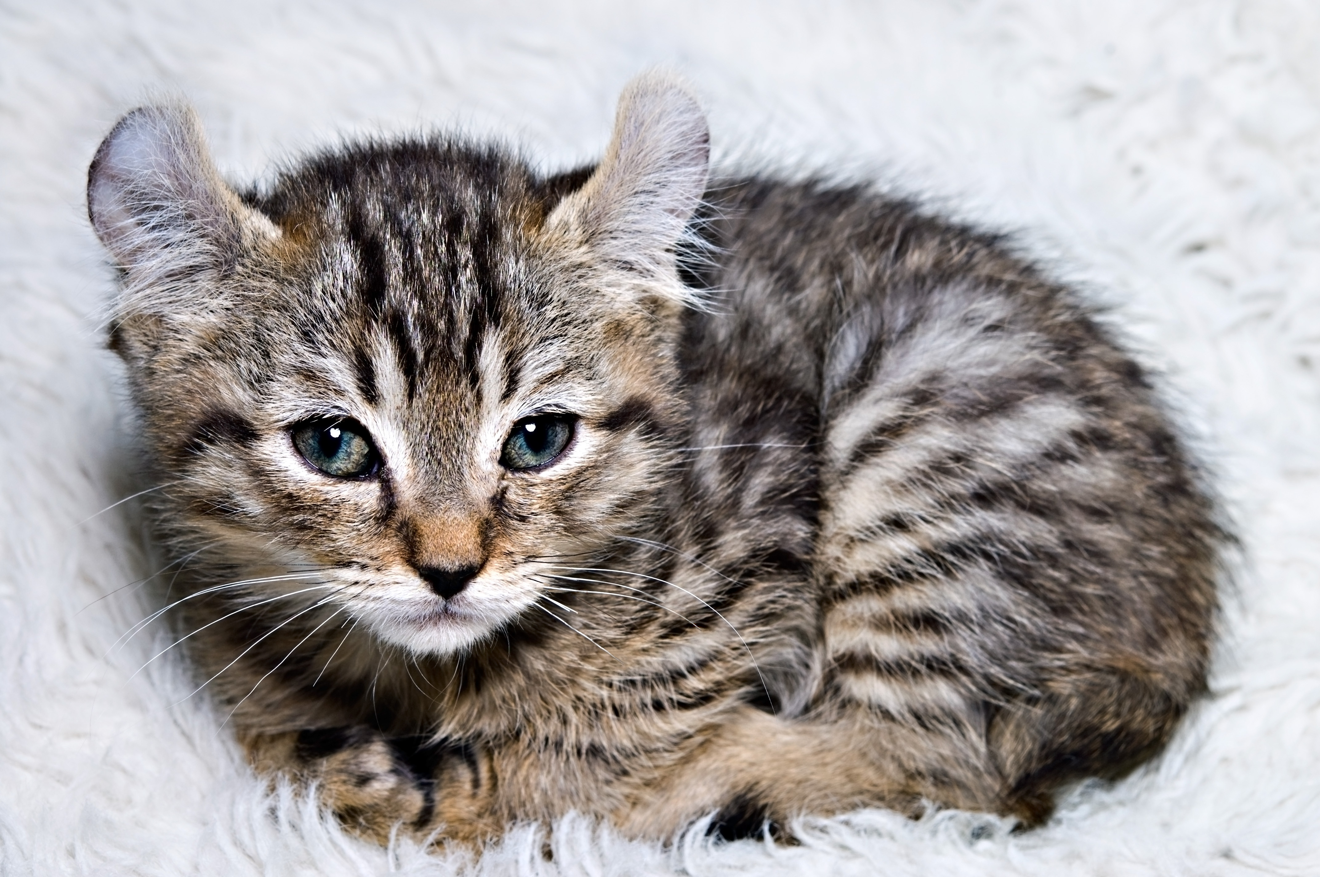 A very young kitten on white fluffy background. A Highland Lynx.