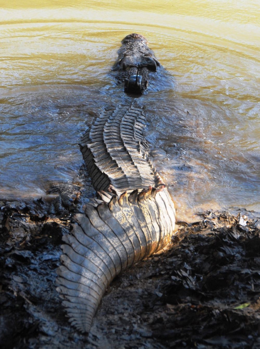 A 3.8 m male estuarine crocodile slips back into the water after a satellite transmitter was attached to monitor its behavioral movements.