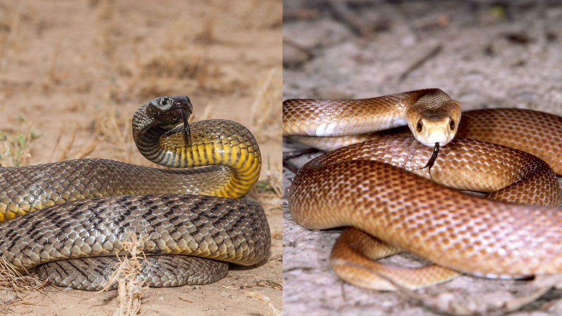 an inland taipan on the left and a coastal taipan on the right