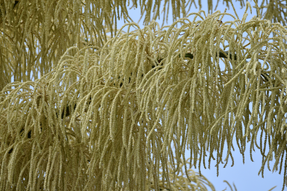 talipot palm is the largest branched inflorescence in the world talipot palm is the largest branched inflorescence in the world