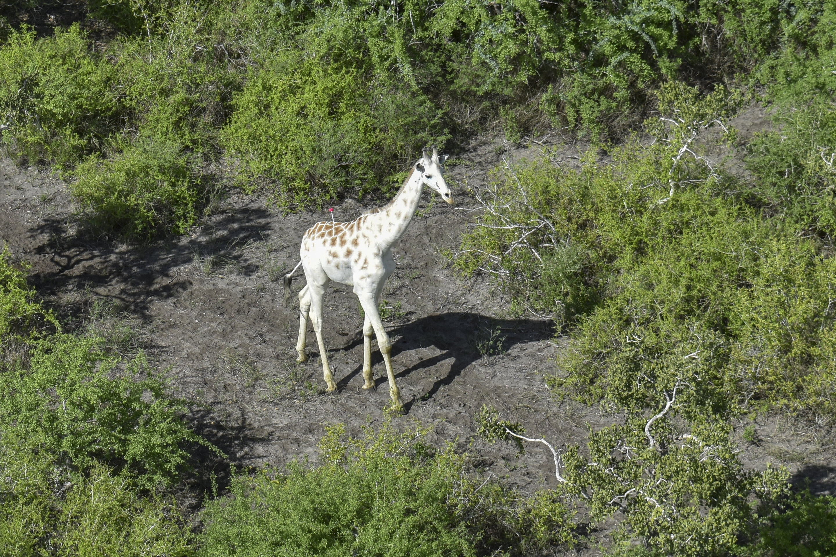An aerial photo of the white male giraffe walking through trees. In his back a red tranquilizer dart can be seen An aerial photo of the white male giraffe walking through trees. In his back a red tranquilizer dart can be seen